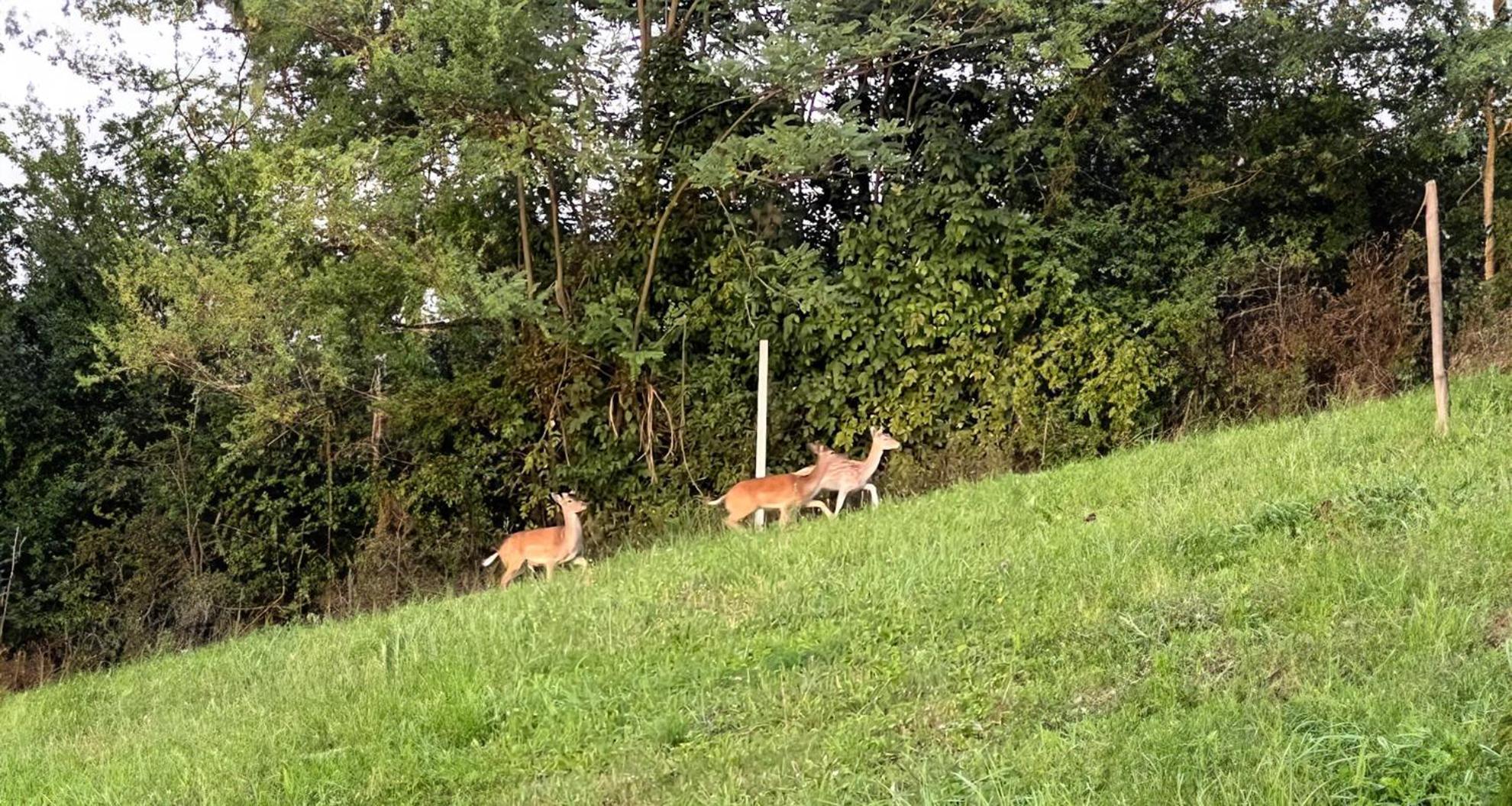 Ville Pacetina Lepajci Bagian luar foto